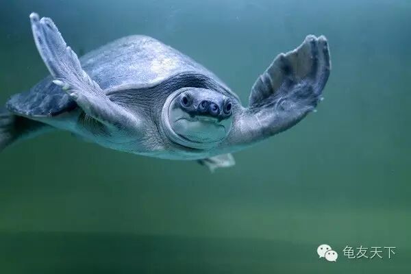 猪鼻龟的饲养与繁殖
