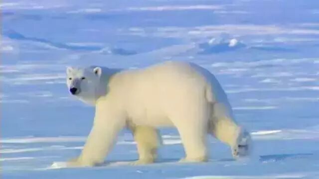 免费资源：【BBC儿童纪录片合集】少儿动物世界Wild Tales全四季共20集（英文解说+英文字幕）