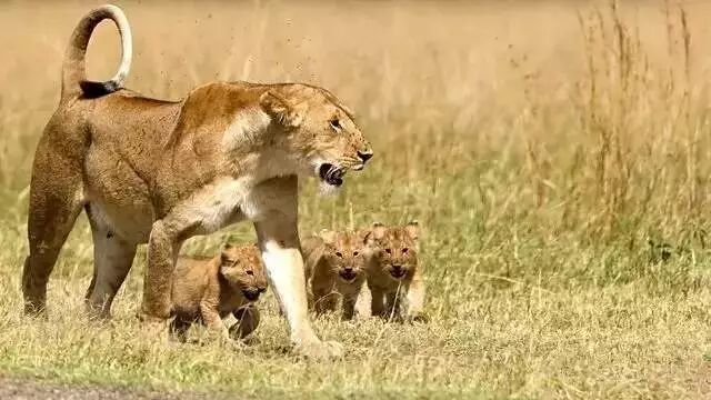 免费资源：【BBC儿童纪录片合集】少儿动物世界Wild Tales全四季共20集（英文解说+英文字幕）