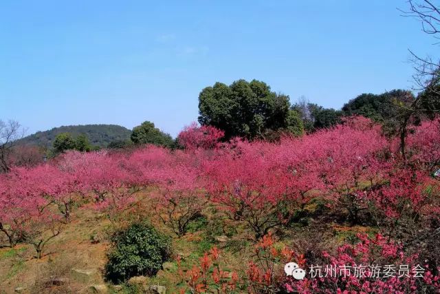 十里梅花香雪海,餘杭超山又上央視新聞了!