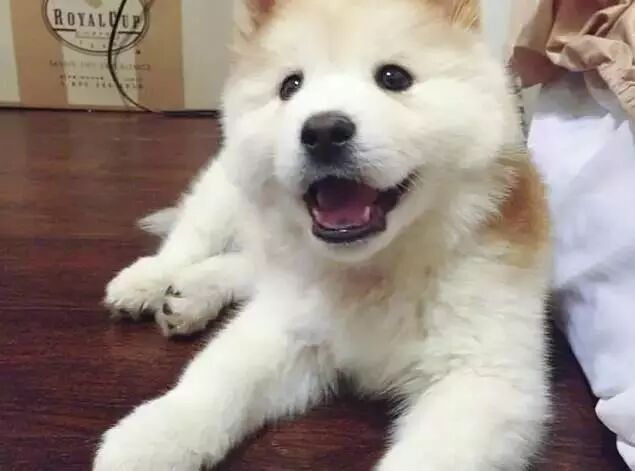 这些独特的杂交狗狗,保证你没见过