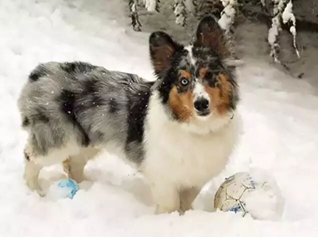 这些独特的杂交狗狗,保证你没见过