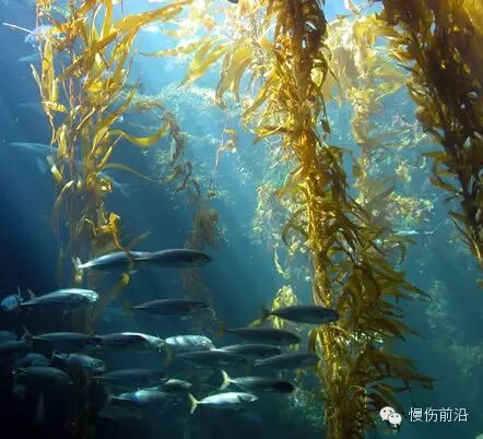 人工敷料怎么照顾伤口临床常见伤口敷料的优点和缺点_https://www.jmylbn.com_新闻资讯_第12张