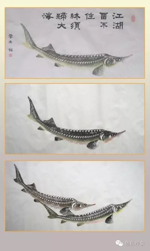 众鱼好钓一拓难鲟v.0041