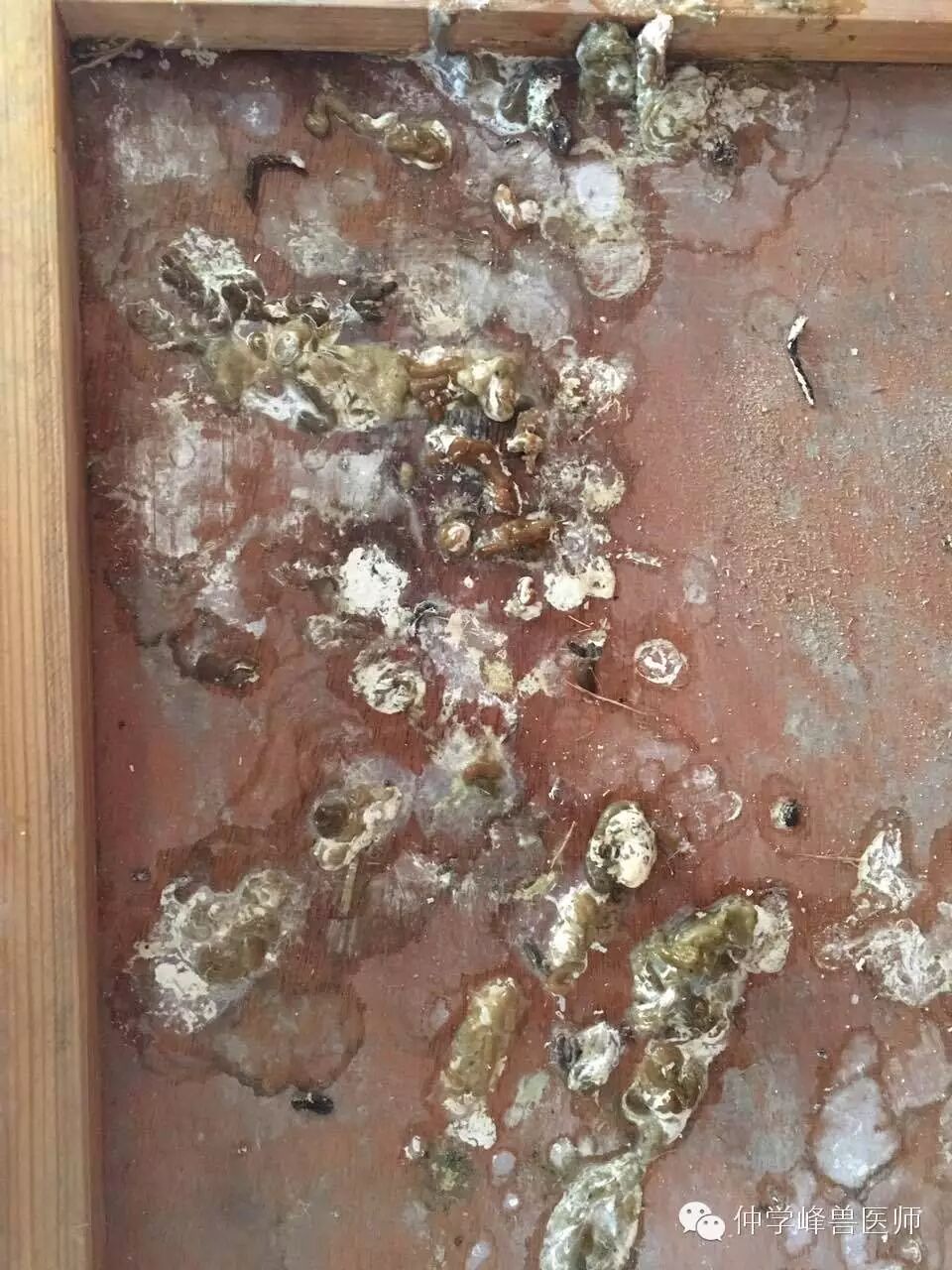 霉菌毒素赛鸽健康的噩梦