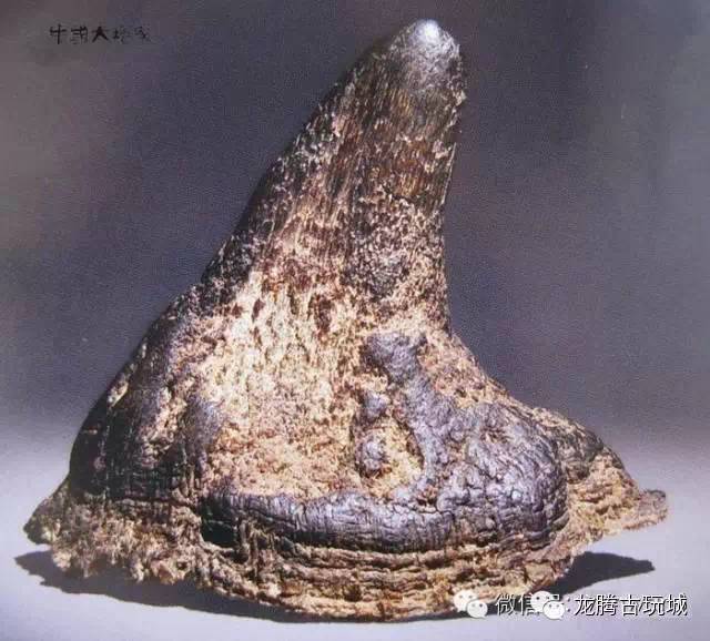 五种犀角的结构与区别