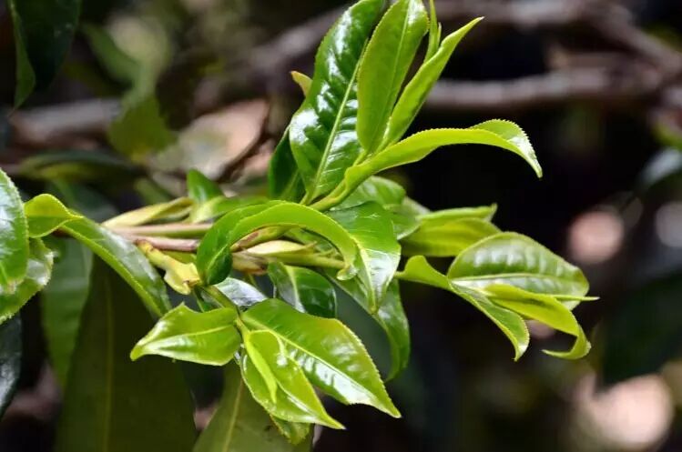 最好喝的野生古树红茶,伴着原始森林的味道!