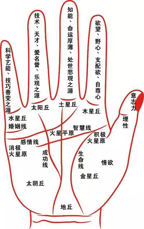 手掌图解男左女右_手掌痣相图解男_手掌图解男性