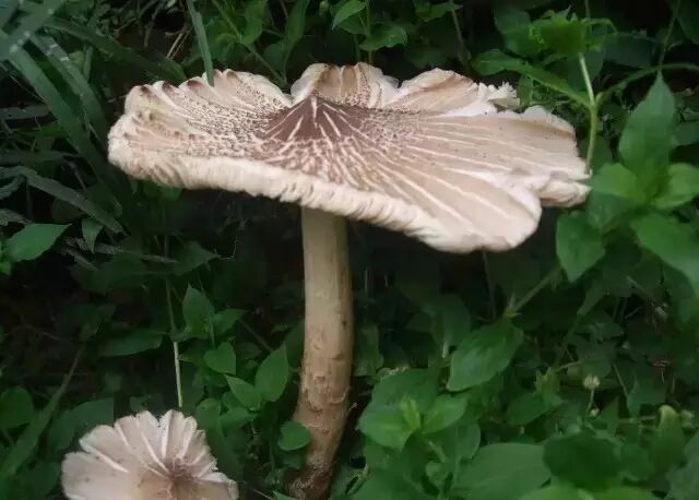 伞把菇