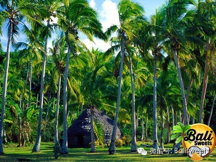 印尼传统手工纯天然椰子花蜜红糖 文章