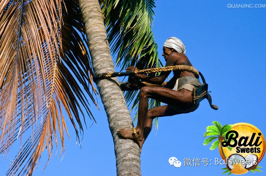 印尼传统手工纯天然椰子花蜜红糖 文章