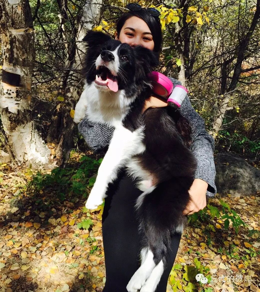 边牧丘比与美女麻麻的美丽邂逅它教会了我什么是真正的爱