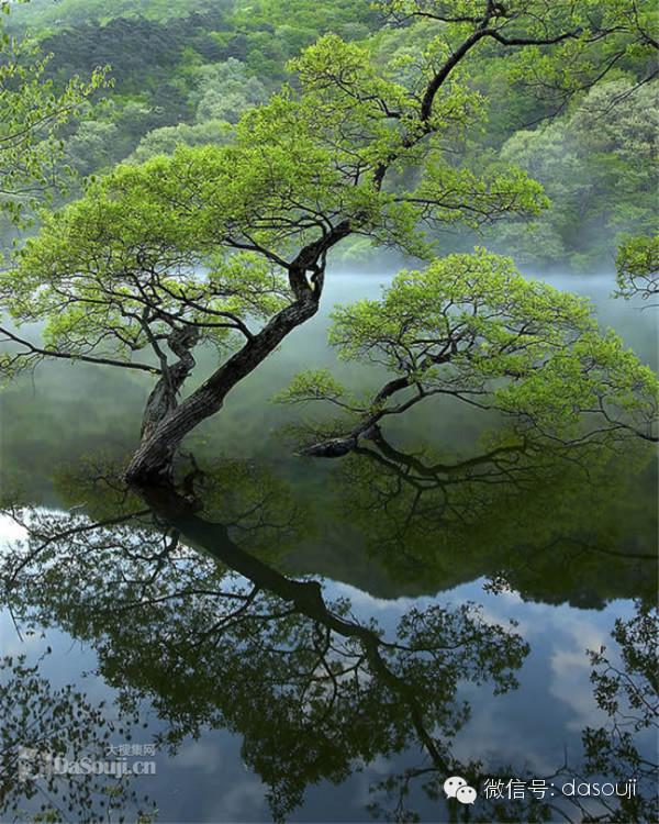 唯美树在水中映是水美了树还是树美了水