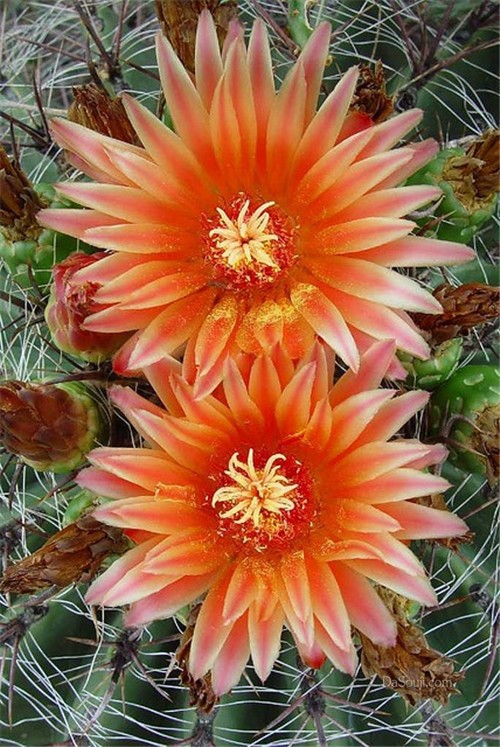 娇艳欲滴仙人花