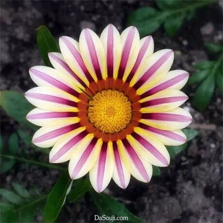 美花:自然而完美的对称