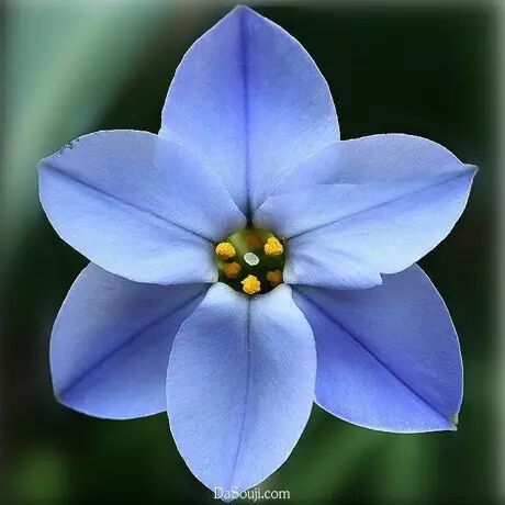 美花:自然而完美的对称