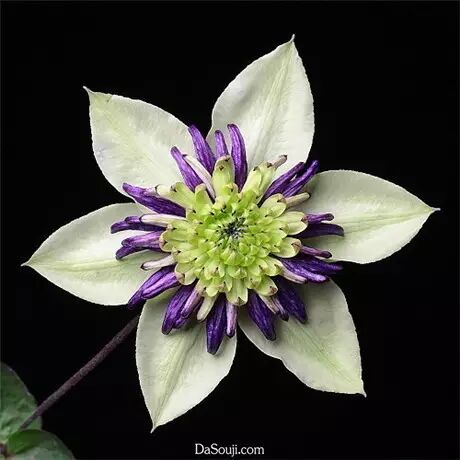 美花:自然而完美的对称