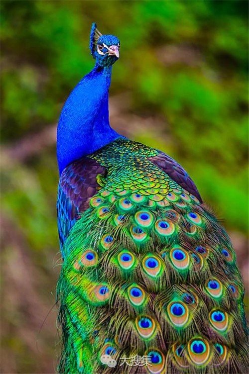 世界上最美丽的鸟芳情雀艳若翠仙飞凤玉凰下凡来