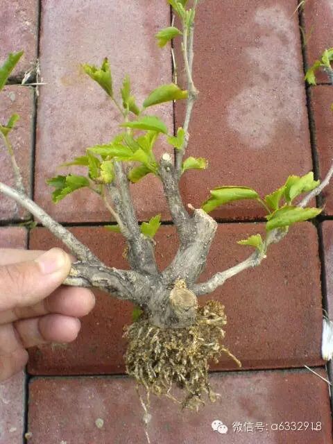 植物高位压条繁殖法