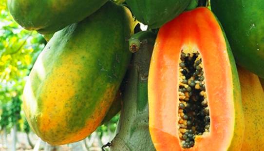 木瓜的药用功能和服用禁忌