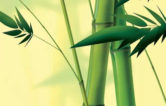 一棵竹子改变了赤水人的生态