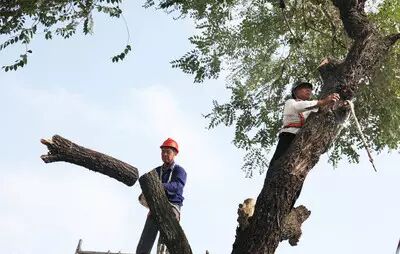 红木原材历经千辛万苦，才能完成取材，且得且珍惜