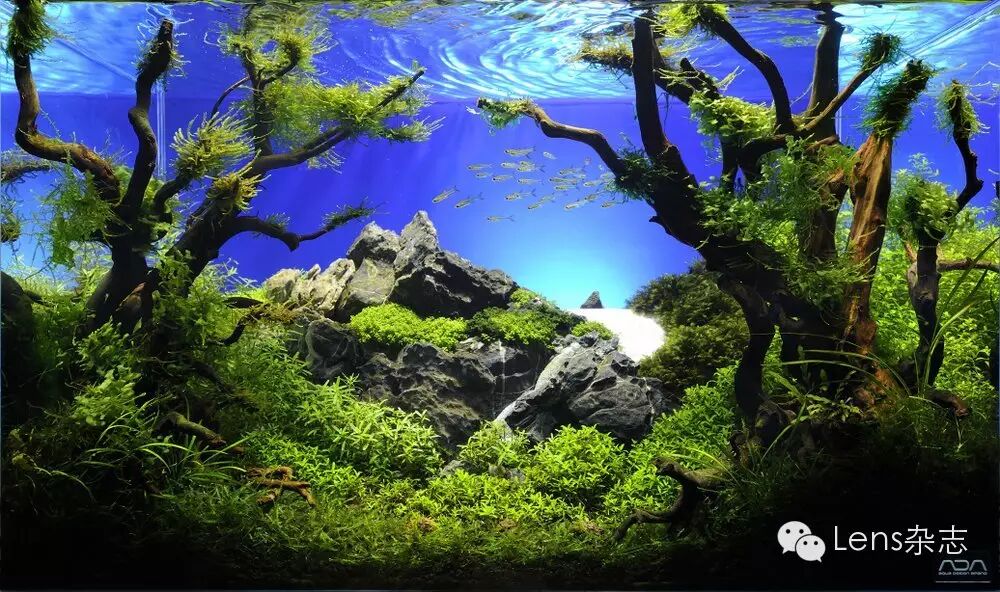世界水草造景大赛告诉你你家的那个只能叫鱼缸