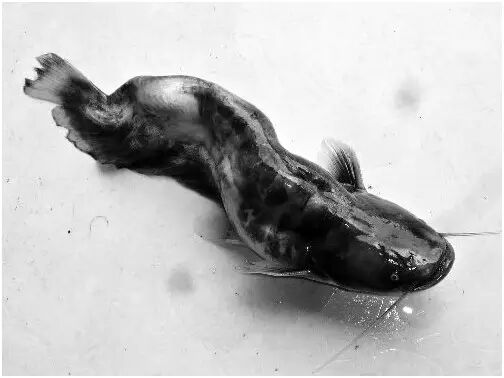 顺昌孕妇注意了!吃了这种鱼可能导致胎儿畸形 ! 这四种"毒鱼"不能吃!