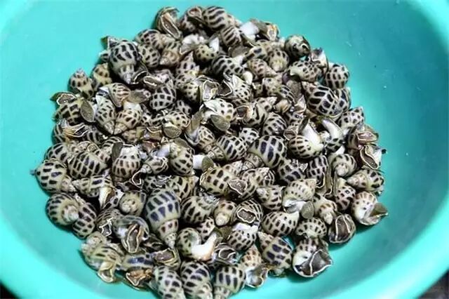 花螺,据说是最经济实惠的一种螺.