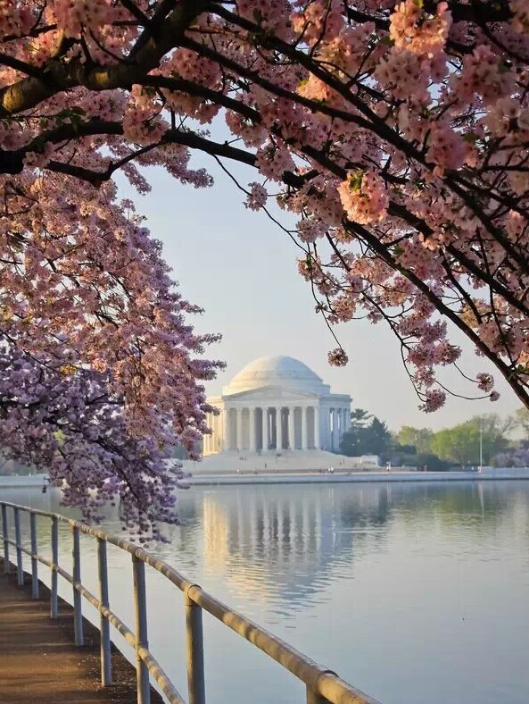 最美的春天 我在樱花盛开的树下等你 文章