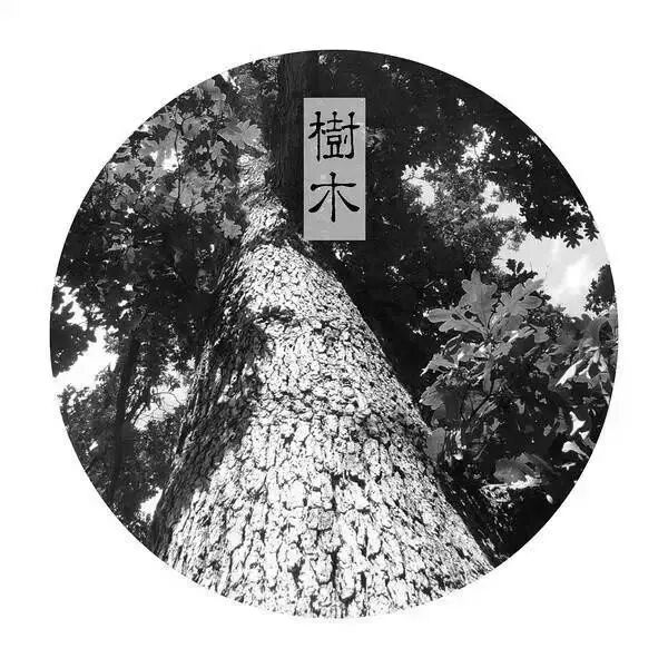 一棵树如何成为价值连城的红木家具？