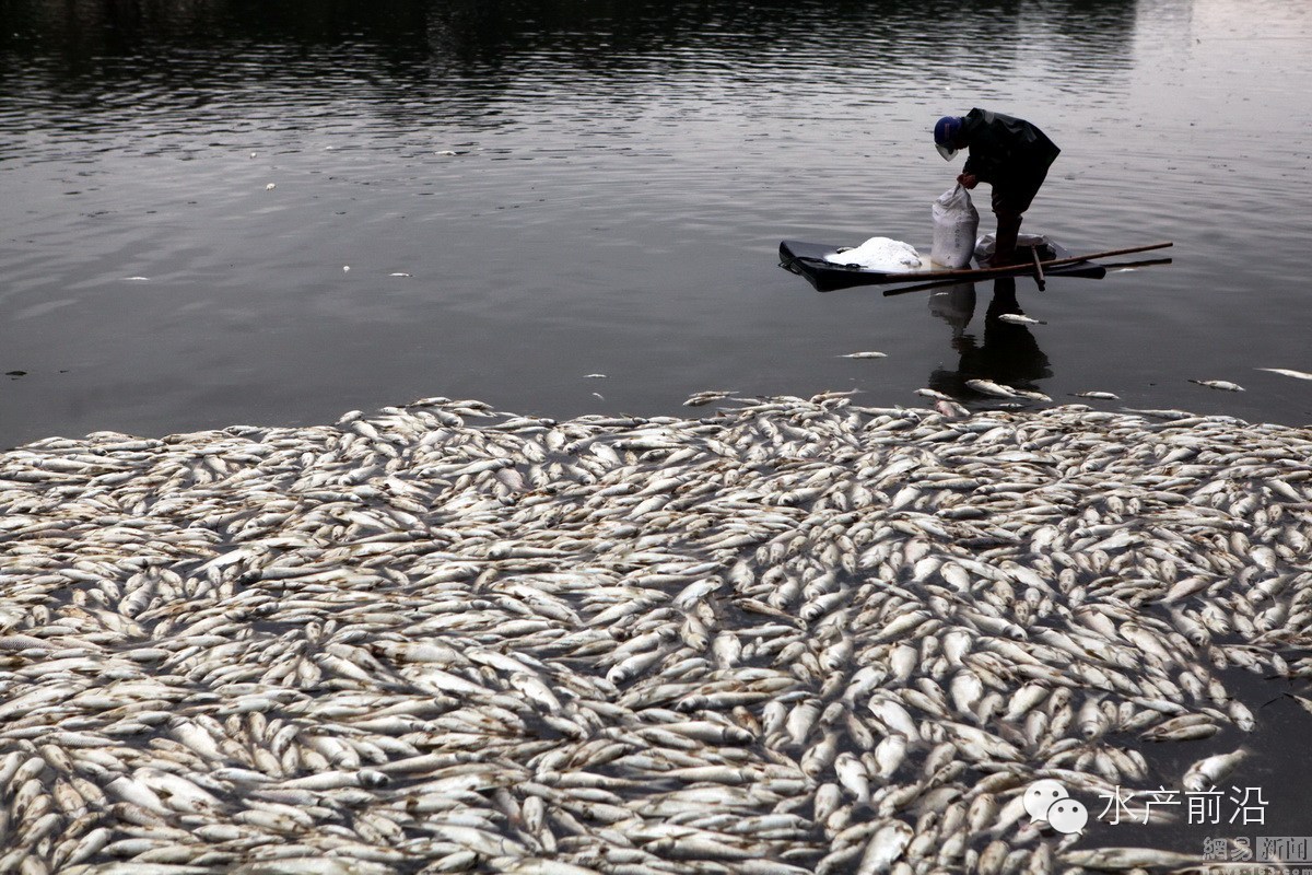 惠州魚塘一夜死20萬斤魚用食用鹽降氨氮也沒用