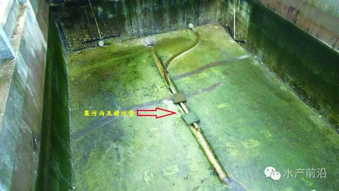 海参棚如何完美变身养虾池?不妨先看看他的建议!