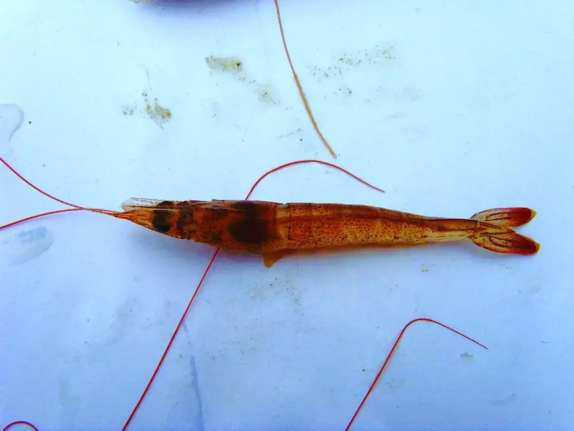 南美白对虾"红体"的区别诊断与综合防控措施