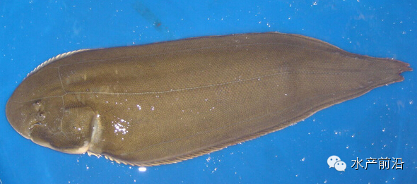 2014年中国水产业发生了什么