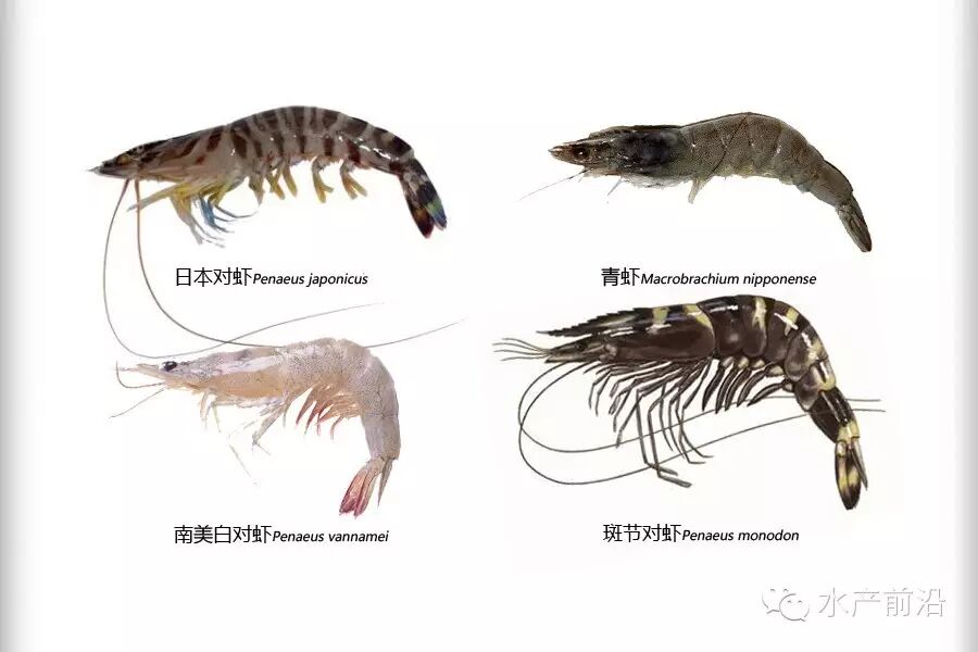 斑节对虾来势凶猛?来看看西半球的小伙伴怎么说