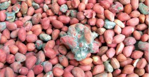 米,麦,豆,玉米,花生等食品受潮霉变.