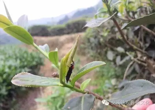 《茶丽纹象甲 皑亮的盔甲的外衣