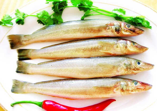 74沙尖鱼是海鱼,肉质鲜美,喜欢在暖水里把身体