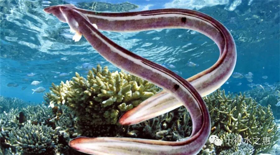 乐山贝类批发价联盟,【小喵日料课堂】细数日本料理中常见的几种鱼类