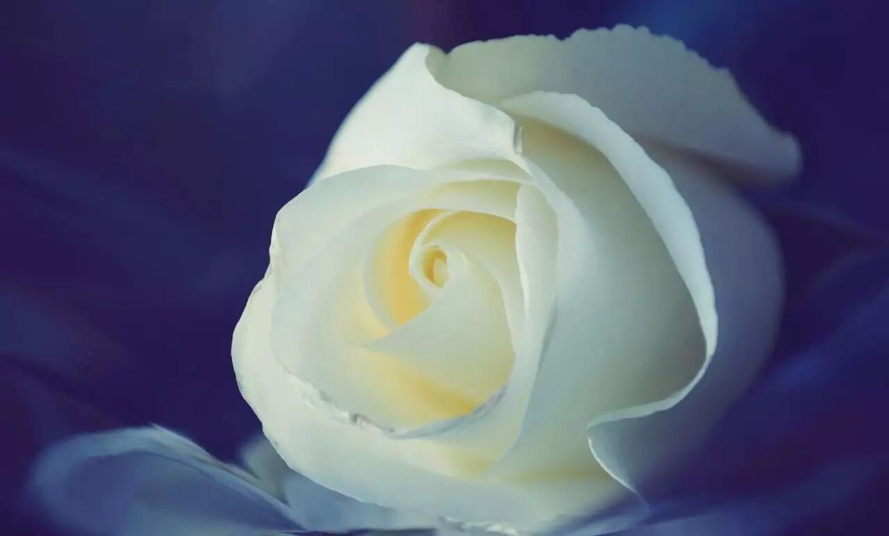 男人为何喜欢"白莲花",哦不,解语花.