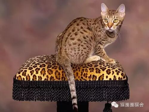 猫 品种 介绍3 科普一下风口浪尖的豹猫 文章