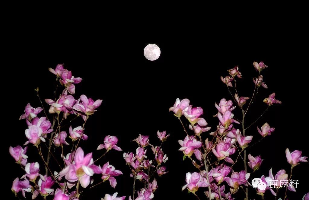 华发苍颜,任从老去,但此情依旧. 岁岁年年,花前月下,一尊芳酒.