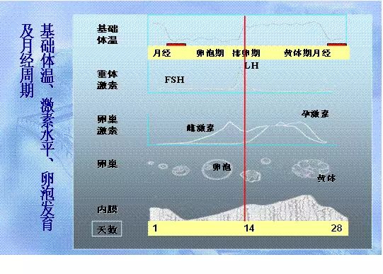 一張圖徹底看懂卵泡監測 健康 第2張