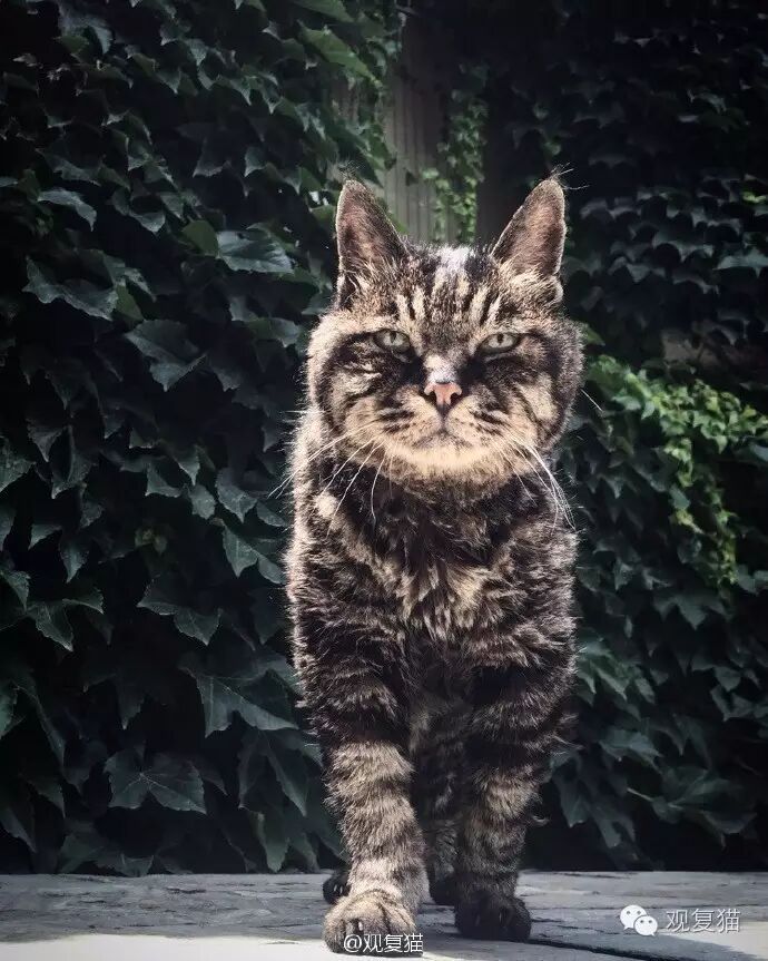 观复猫图片_观复猫是什么_观复猫 | 观复博物馆