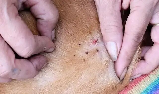 华元宠物狗狗感染体外寄生虫的表现除了定期驱虫主人还能做什么