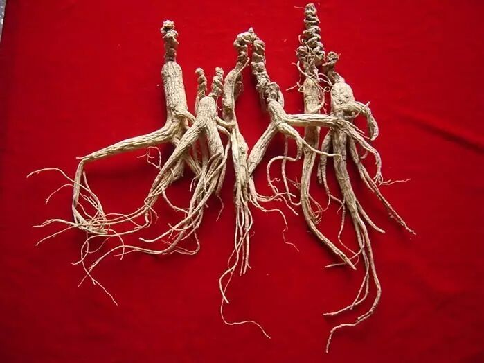 曾几何时,太行人参也曾天下闻名!