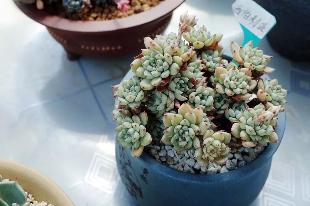 这家破破烂烂的传奇小店竟然把多肉卖到了上万块每一盆都独一无二卖掉