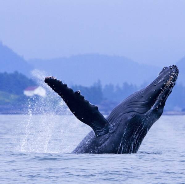day5  魁北克观鲸一日游后前往魁北克,午餐后前往著名的头憔暗