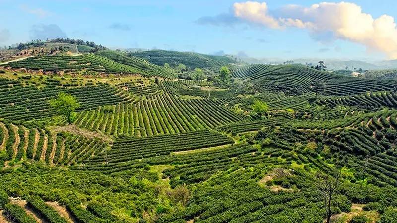 悟道茶树百科图片